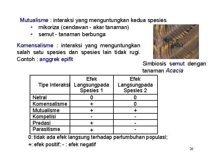 Mutualisme : interaksi yang menguntungkan kedua spesies • mikoriza (cendawan - akar tanaman) •