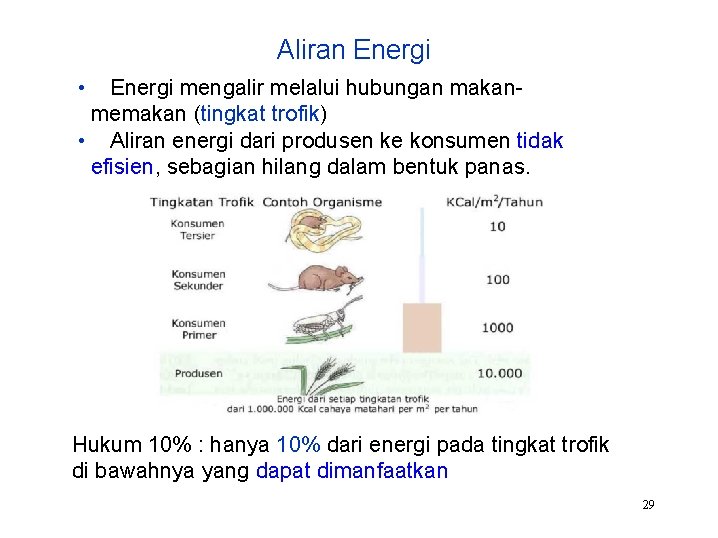 Aliran Energi • Energi mengalir melalui hubungan makanmemakan (tingkat trofik) • Aliran energi dari