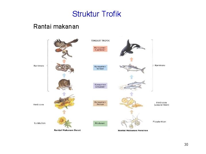 Struktur Trofik Rantai makanan 30 