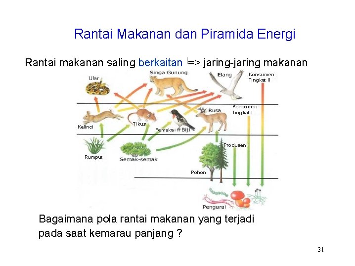 Rantai Makanan dan Piramida Energi Rantai makanan saling berkaitan |=> jaring-jaring makanan Konsumen Tingkat