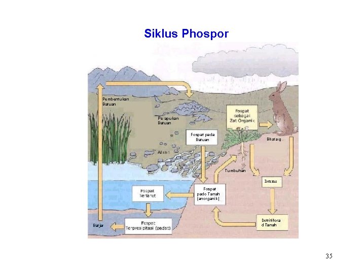 Siklus Phospor Pembentukan Batuan Pe apukan Batuan Fospat pada Batuan Bhatarg Tumbuhan Detritus Fcspat