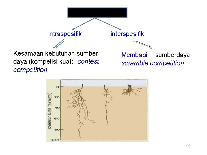 kompetisi intraspesifik Kesamaan kebutuhan sumber daya (kompetisi kuat) -contest competition interspesifik Membagi sumberdaya scramble