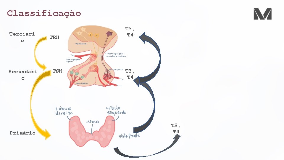Classificação Terciári o Secundári o Primário TRH TSH T 3, T 4 