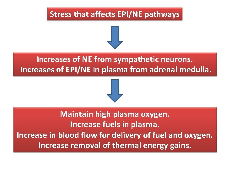 Stress that affects EPI/NE pathways Increases of NE from sympathetic neurons. Increases of EPI/NE