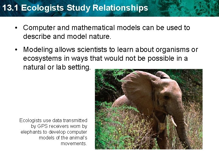 13. 1 Ecologists Study Relationships • Computer and mathematical models can be used to