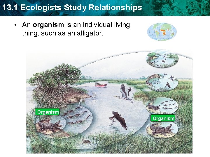 13. 1 Ecologists Study Relationships • An organism is an individual living thing, such