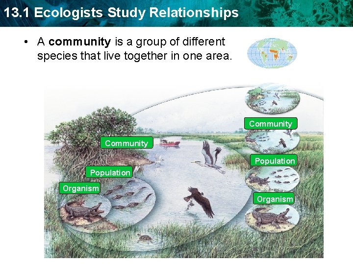 13. 1 Ecologists Study Relationships • A community is a group of different species