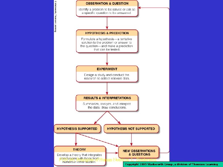 FON 241 Principles of Human Nutrition, L. Zienkewicz Copyright 2005 Wadsworth Group, a division FON 241 Principles of Human Nutrition, L. Zienkewicz Copyright 2005 Wadsworth Group, a division
