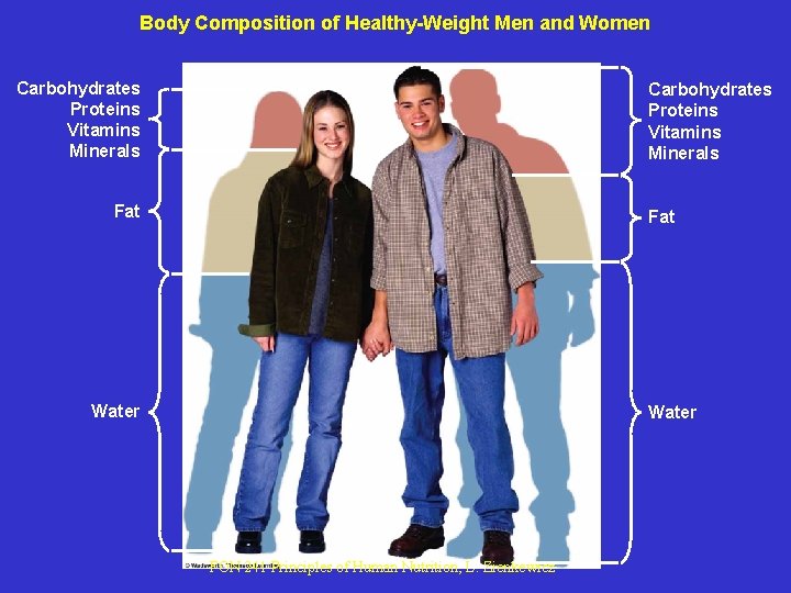 Body Composition of Healthy-Weight Men and Women Carbohydrates Proteins Vitamins Minerals Fat Water FON Body Composition of Healthy-Weight Men and Women Carbohydrates Proteins Vitamins Minerals Fat Water FON