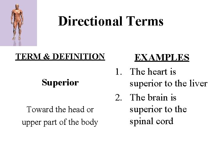 Directional Terms TERM & DEFINITION Superior Toward the head or upper part of the