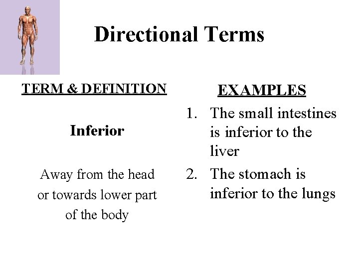 Directional Terms TERM & DEFINITION Inferior Away from the head or towards lower part