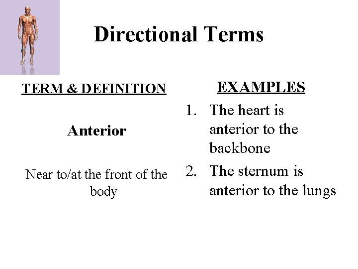 Directional Terms TERM & DEFINITION Anterior Near to/at the front of the body EXAMPLES