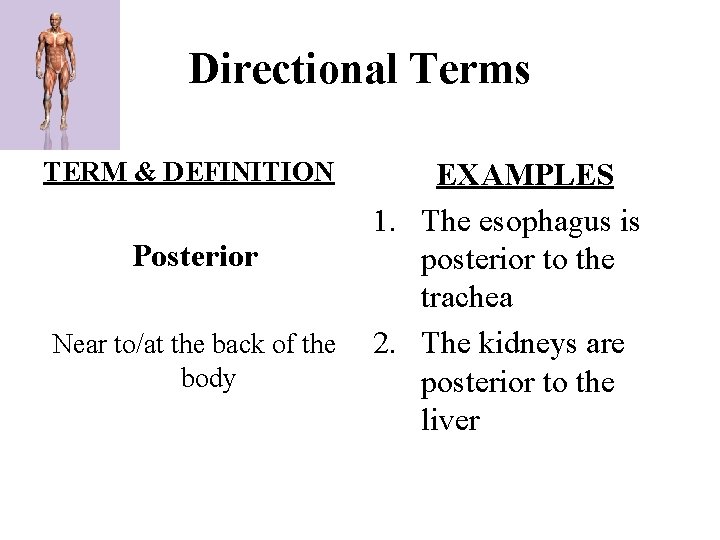 Directional Terms TERM & DEFINITION Posterior Near to/at the back of the body EXAMPLES