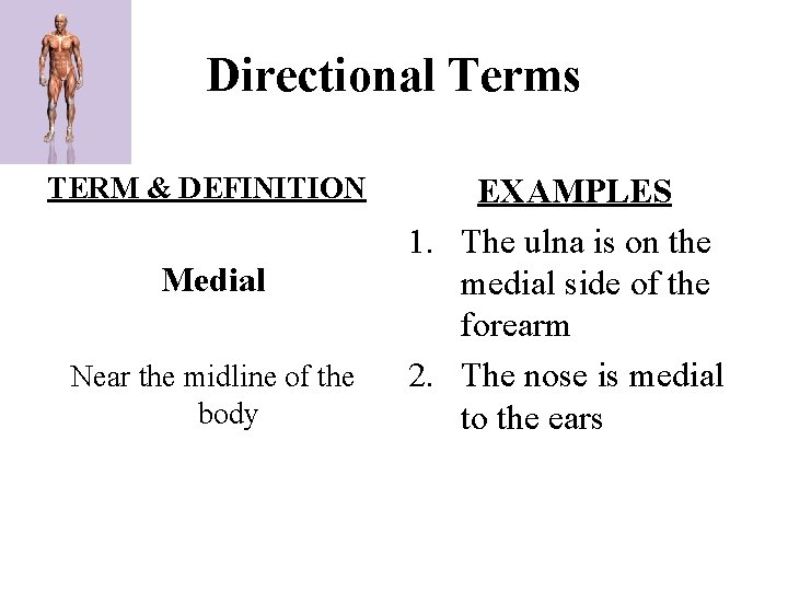 Directional Terms TERM & DEFINITION Medial Near the midline of the body EXAMPLES 1.