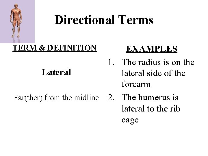 Directional Terms TERM & DEFINITION EXAMPLES 1. The radius is on the Lateral lateral