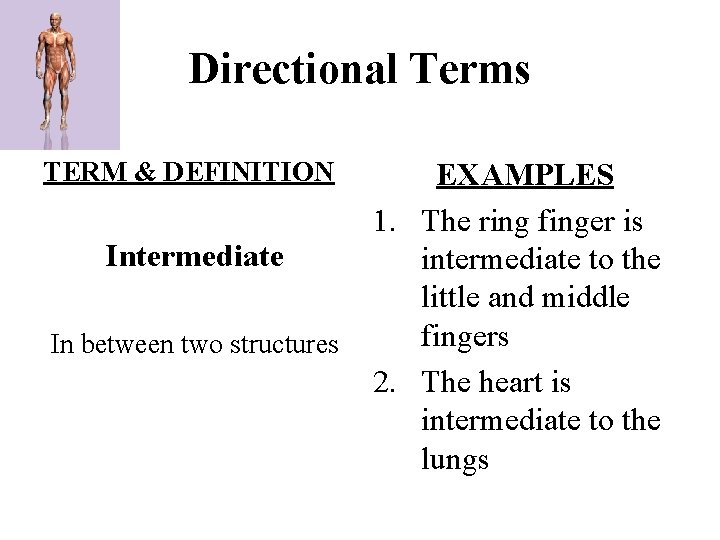Directional Terms TERM & DEFINITION Intermediate In between two structures EXAMPLES 1. The ring