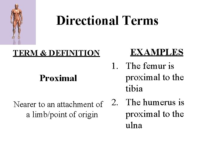 Directional Terms EXAMPLES 1. The femur is proximal to the Proximal tibia Nearer to