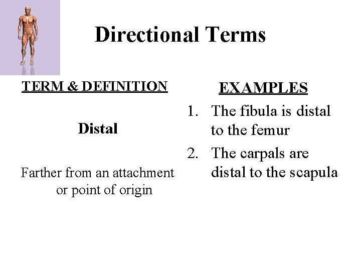 Directional Terms TERM & DEFINITION EXAMPLES 1. The fibula is distal Distal to the