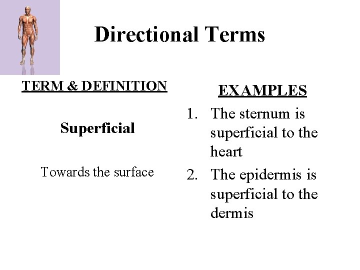 Directional Terms TERM & DEFINITION Superficial Towards the surface EXAMPLES 1. The sternum is