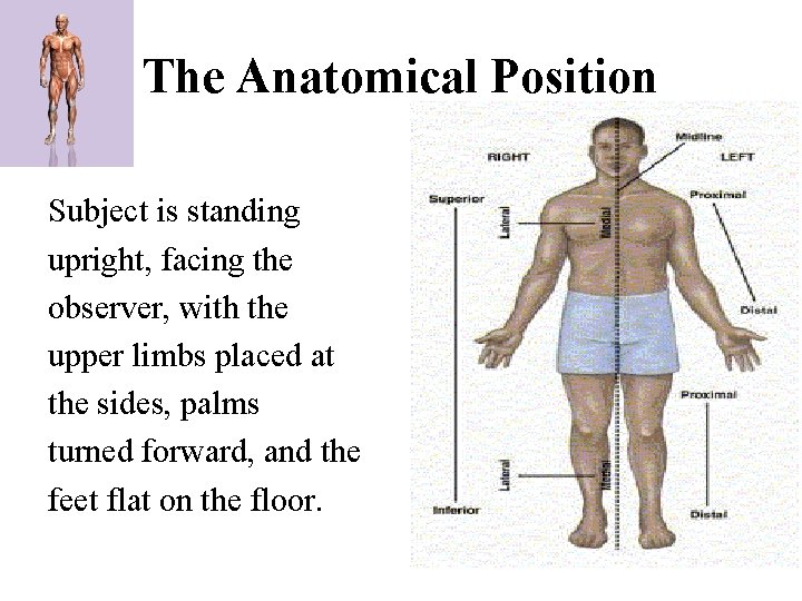 The Anatomical Position Subject is standing upright, facing the observer, with the upper limbs