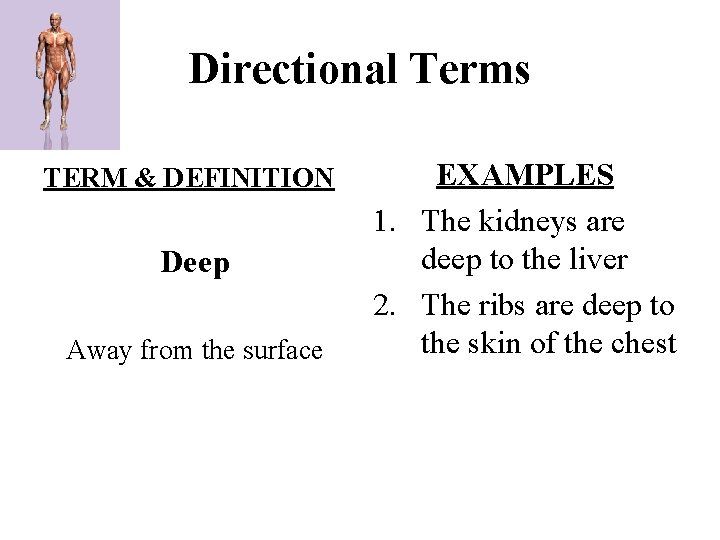 Directional Terms TERM & DEFINITION Deep Away from the surface EXAMPLES 1. The kidneys