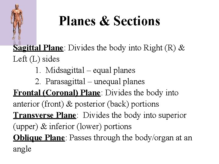 Planes & Sections Sagittal Plane: Divides the body into Right (R) & Left (L)