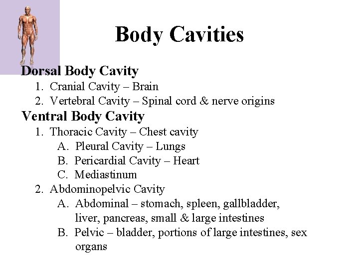 Body Cavities Dorsal Body Cavity 1. Cranial Cavity – Brain 2. Vertebral Cavity –