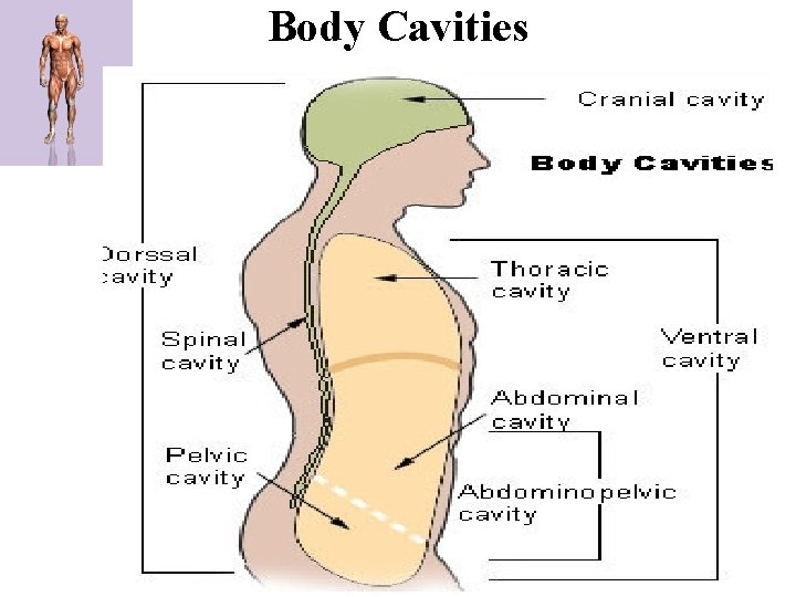 Body Cavities 