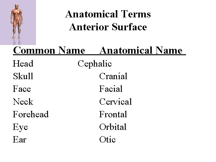 Anatomical Terms Anterior Surface Common Name Head Skull Face Neck Forehead Eye Ear Anatomical