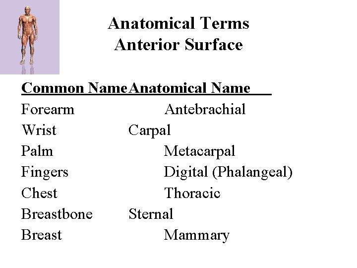 Anatomical Terms Anterior Surface Common Name. Anatomical Name Forearm Antebrachial Wrist Carpal Palm Metacarpal