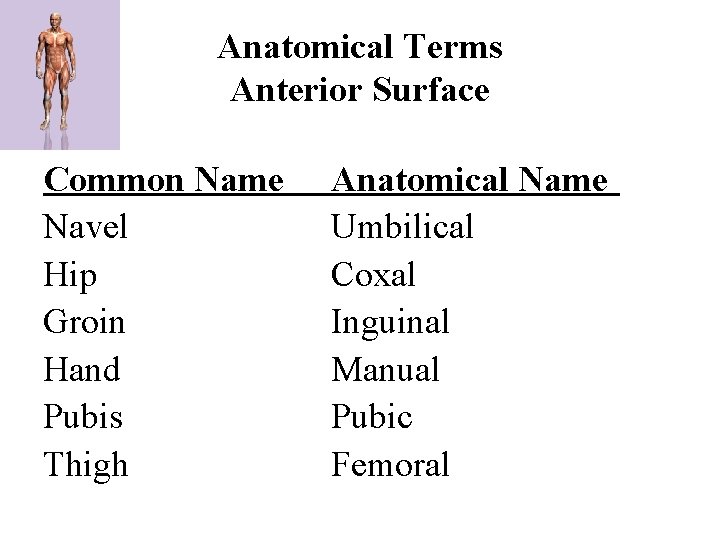 Anatomical Terms Anterior Surface Common Name Navel Hip Groin Hand Pubis Thigh Anatomical Name