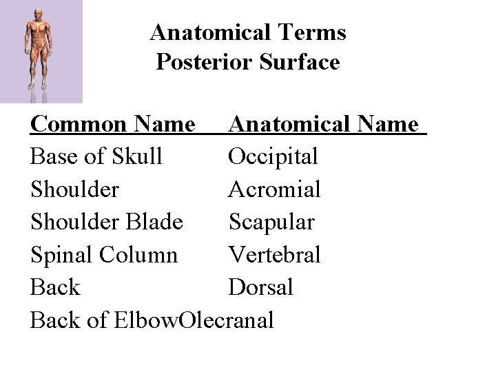 Anatomical Terms Posterior Surface Common Name Anatomical Name Base of Skull Occipital Shoulder Acromial