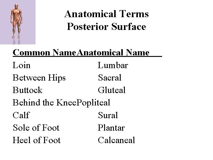 Anatomical Terms Posterior Surface Common Name. Anatomical Name Loin Lumbar Between Hips Sacral Buttock