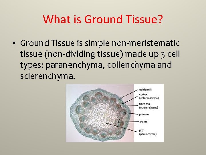 What is Ground Tissue? • Ground Tissue is simple non-meristematic tissue (non-dividing tissue) made