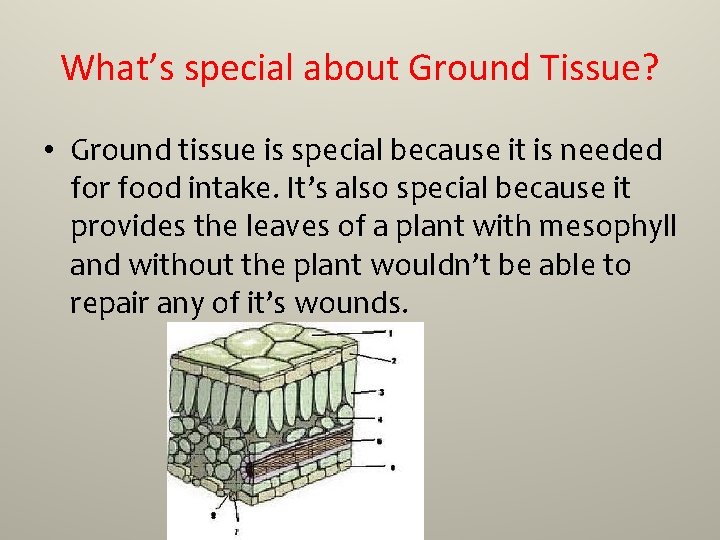 What’s special about Ground Tissue? • Ground tissue is special because it is needed