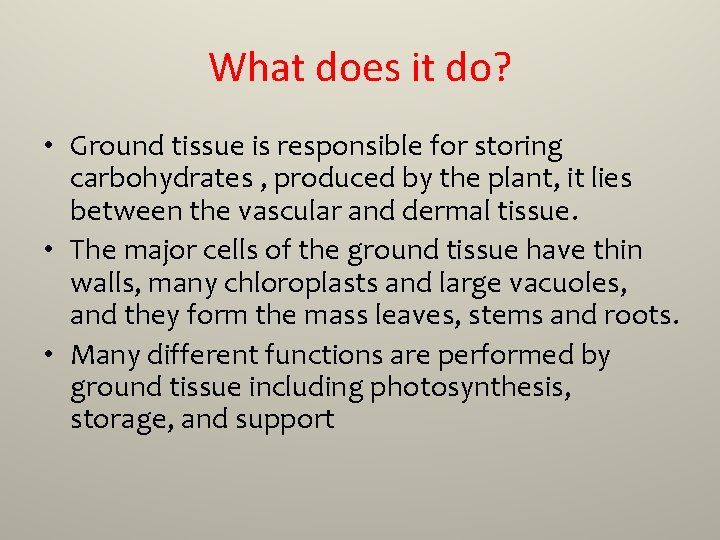 What does it do? • Ground tissue is responsible for storing carbohydrates , produced