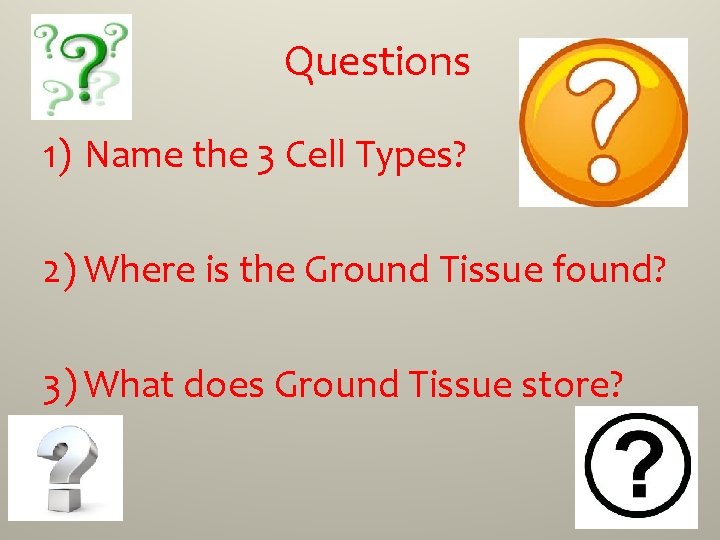 Questions 1) Name the 3 Cell Types? 2) Where is the Ground Tissue found?