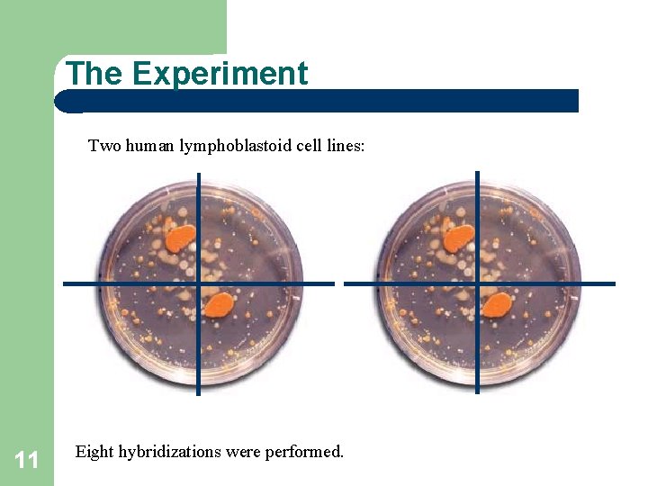 The Experiment Two human lymphoblastoid cell lines: 11 Eight hybridizations were performed. 