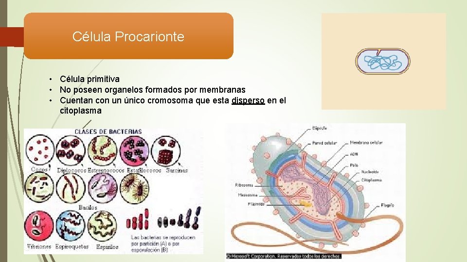 Célula Procarionte • Célula primitiva • No poseen organelos formados por membranas • Cuentan