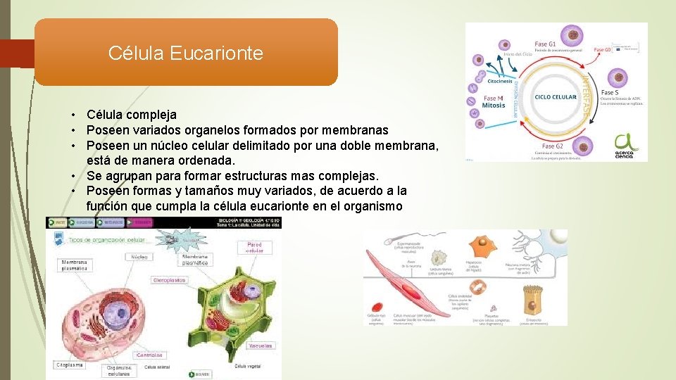 Célula Eucarionte • Célula compleja • Poseen variados organelos formados por membranas • Poseen