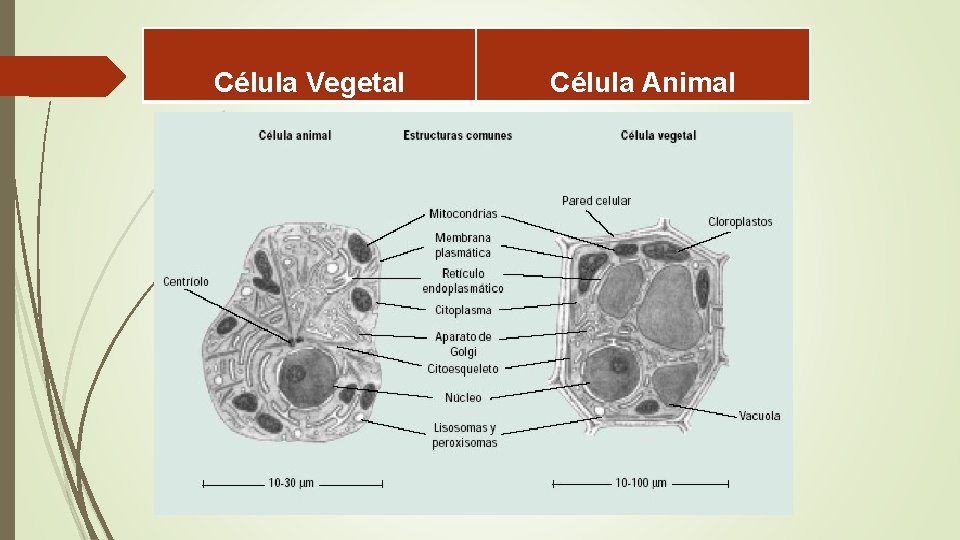 Célula Vegetal Célula Animal 