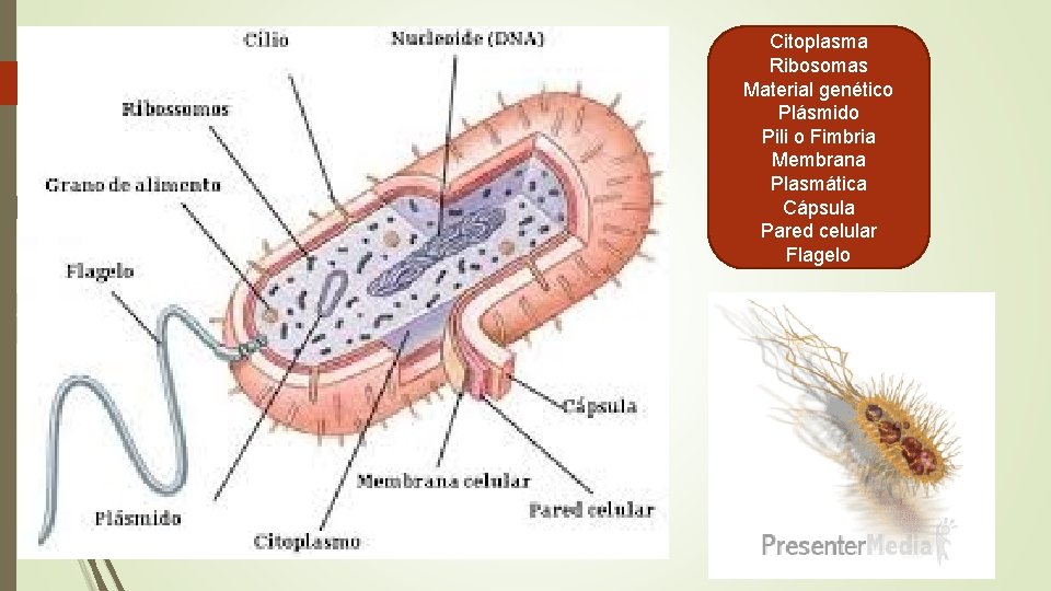 Citoplasma Ribosomas Material genético Plásmido Pili o Fimbria Membrana Plasmática Cápsula Pared celular Flagelo