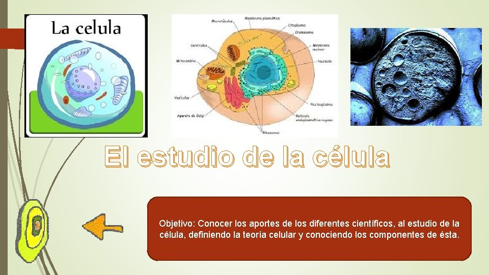 El estudio de la célula Objetivo: Conocer los aportes de los diferentes científicos, al