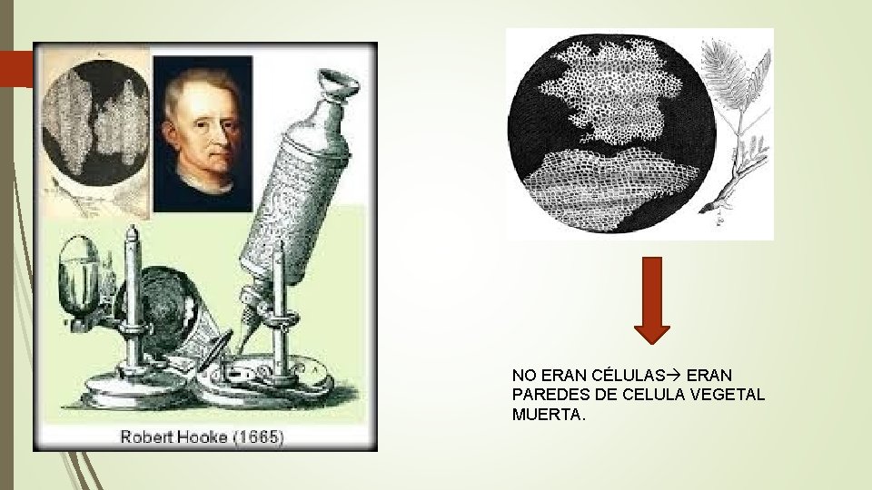 NO ERAN CÉLULAS ERAN PAREDES DE CELULA VEGETAL MUERTA. 