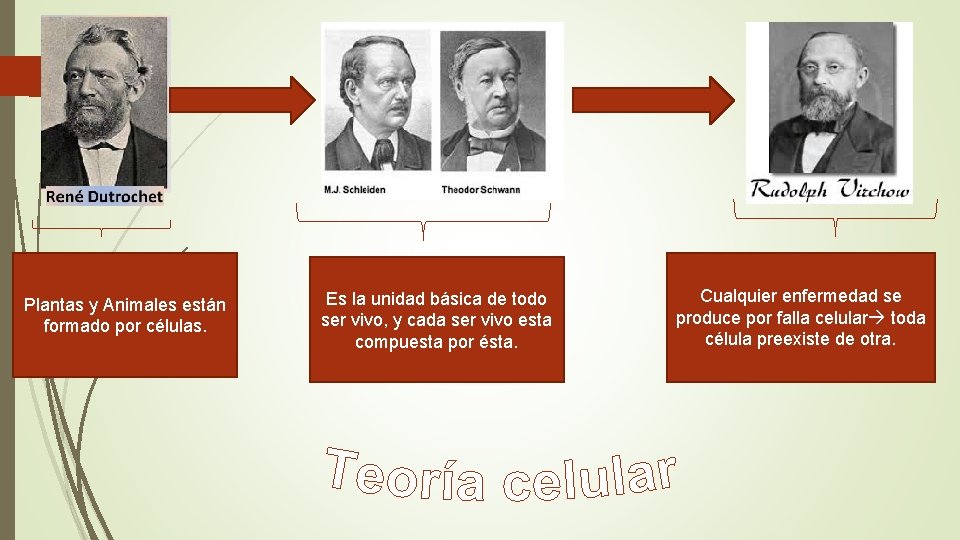 Plantas y Animales están formado por células. Es la unidad básica de todo ser