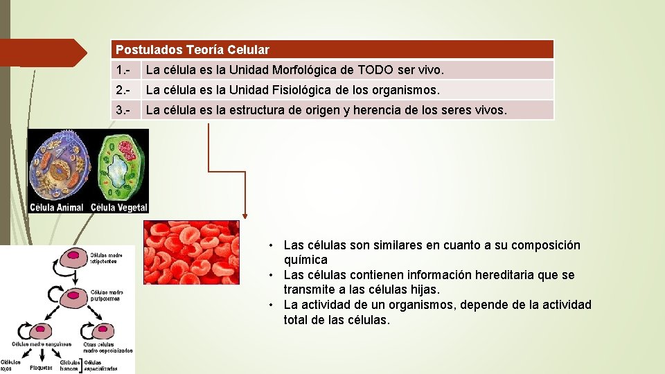 Postulados Teoría Celular 1. - La célula es la Unidad Morfológica de TODO ser