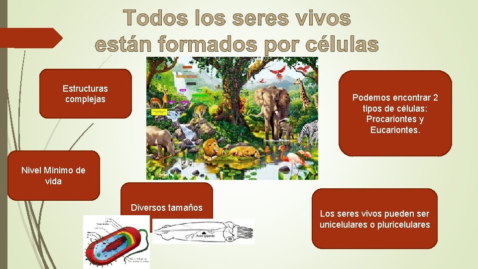 Estructuras complejas Podemos encontrar 2 tipos de células: Procariontes y Eucariontes. Nivel Mínimo de