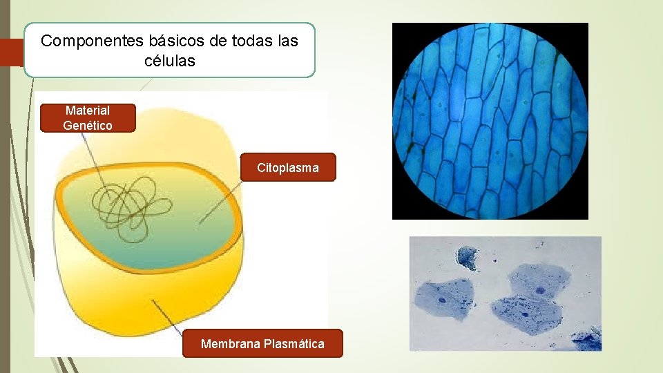 Componentes básicos de todas las células Material Genético Citoplasma Membrana Plasmática 