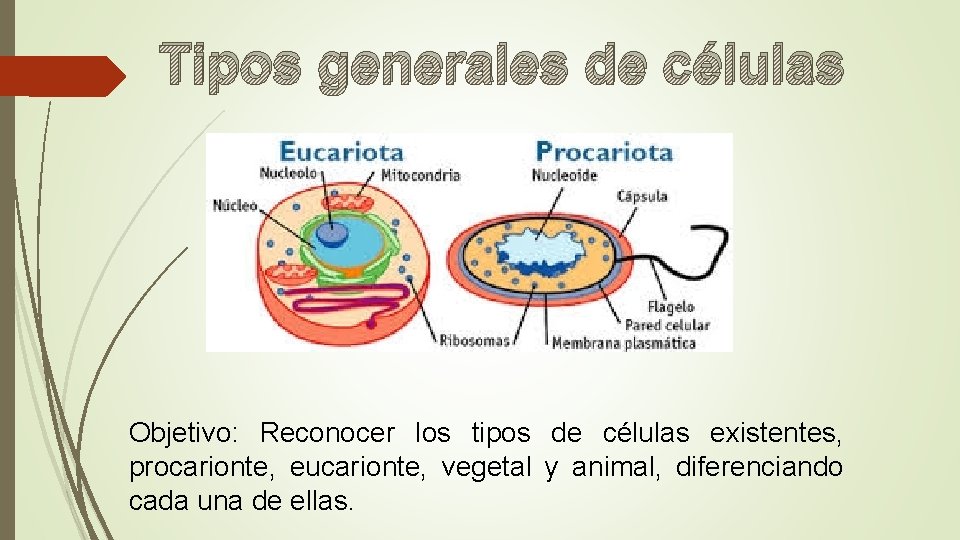 Tipos generales de células Objetivo: Reconocer los tipos de células existentes, procarionte, eucarionte, vegetal