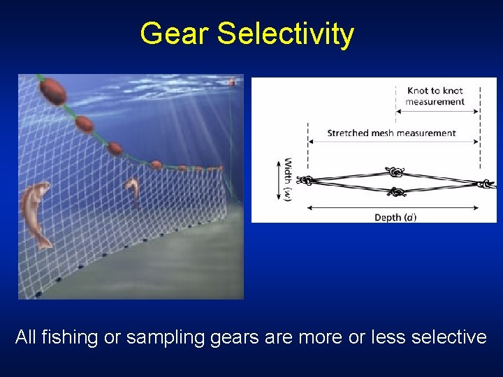 Gear Selectivity All fishing or sampling gears are more or less selective 